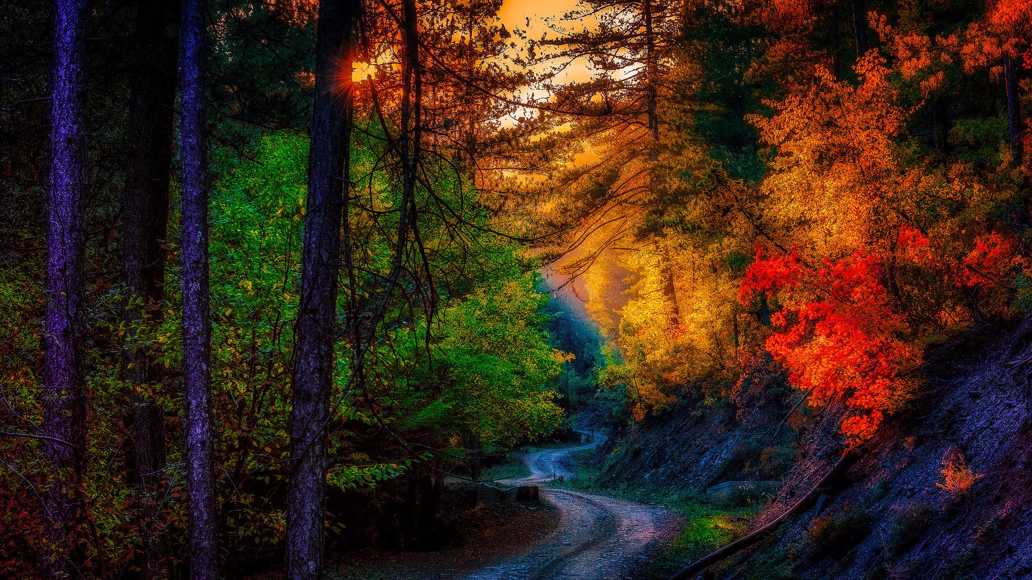 paisaje otoño. árboles hojas camino