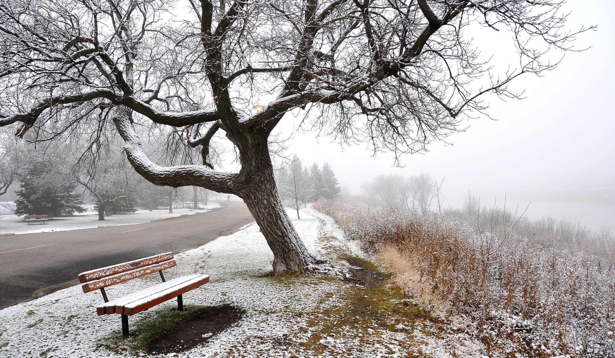 nebel winter schnee straße bäume bank