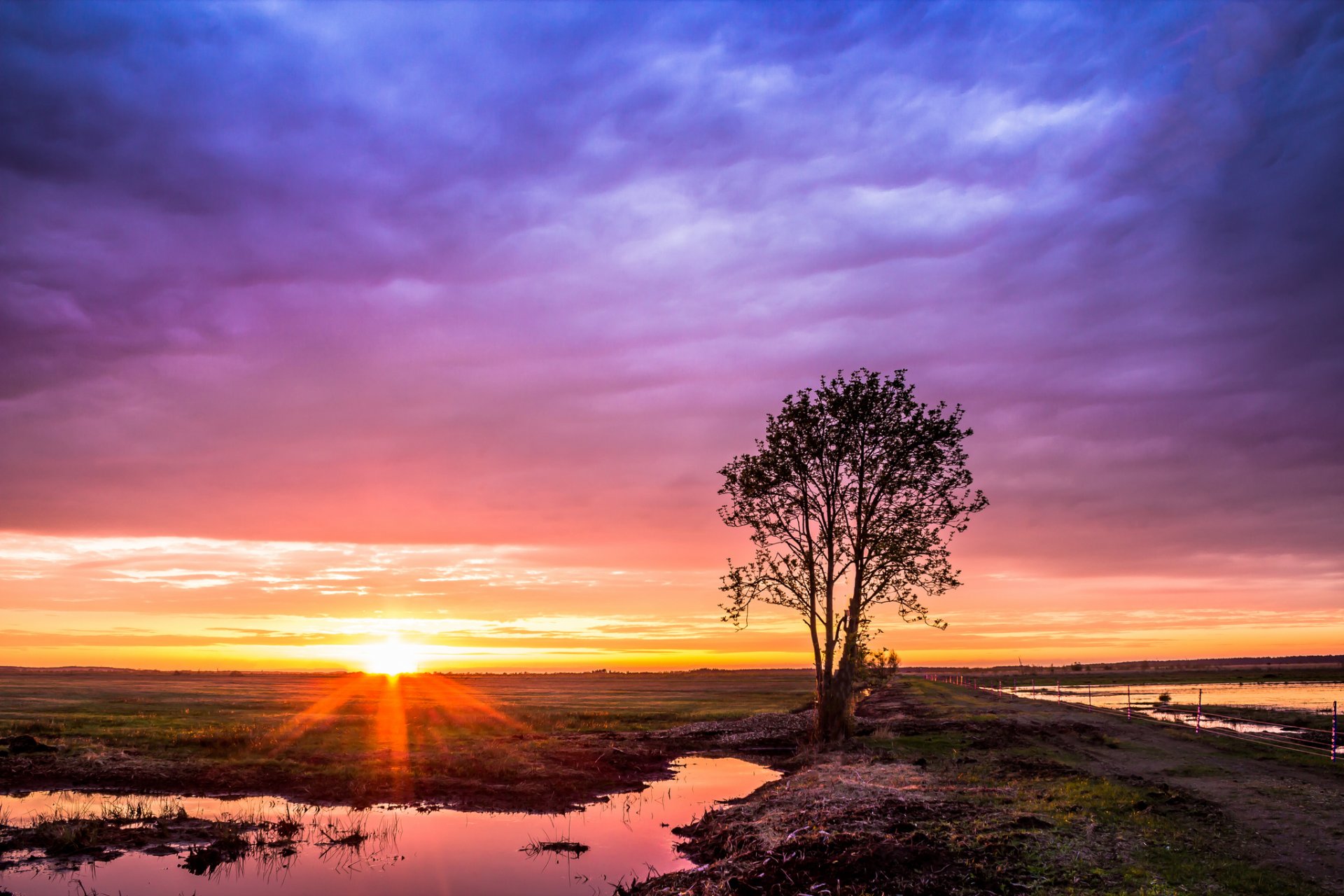 the field road tree dawn