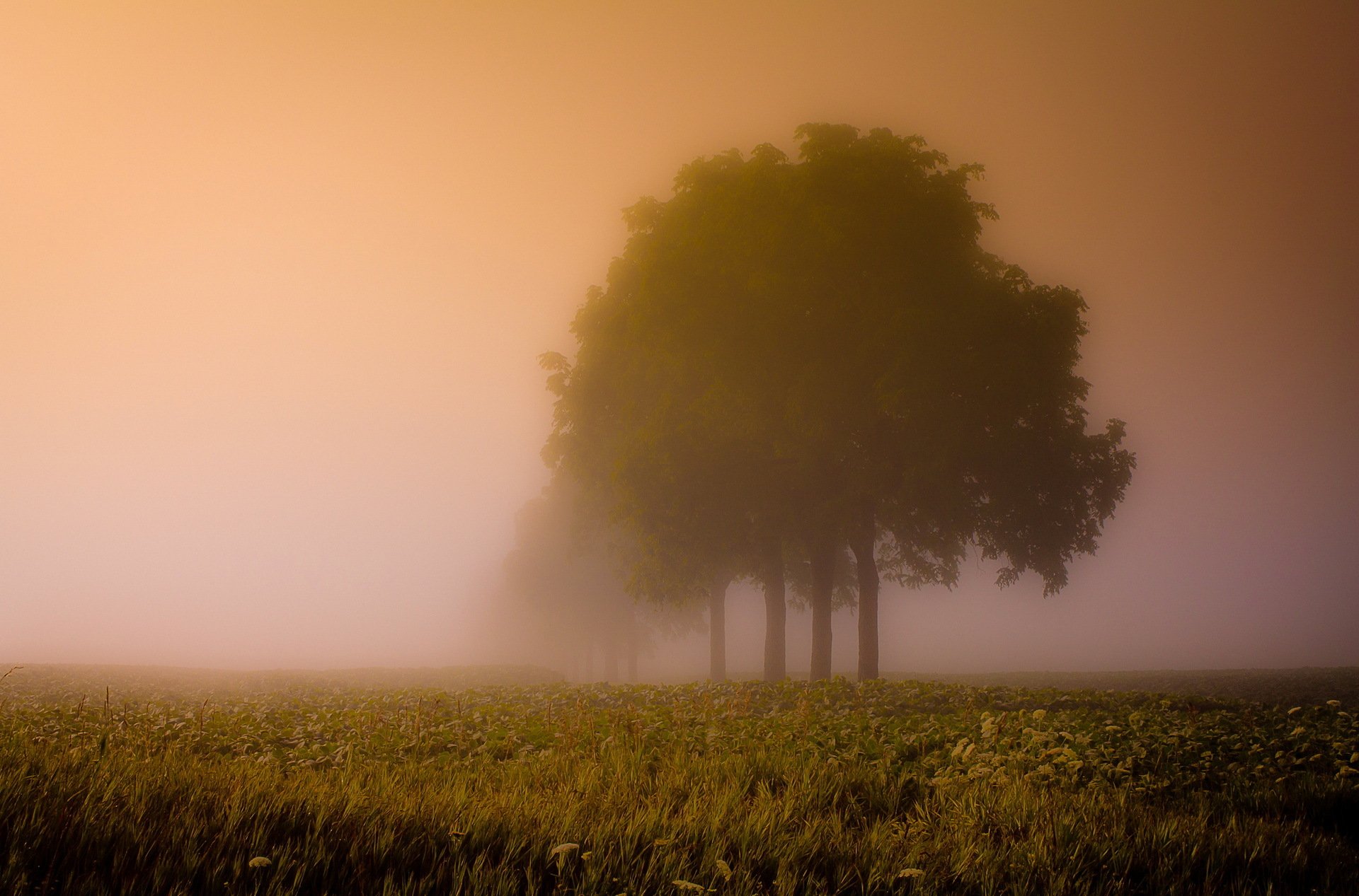 brouillard champ arbres paysage