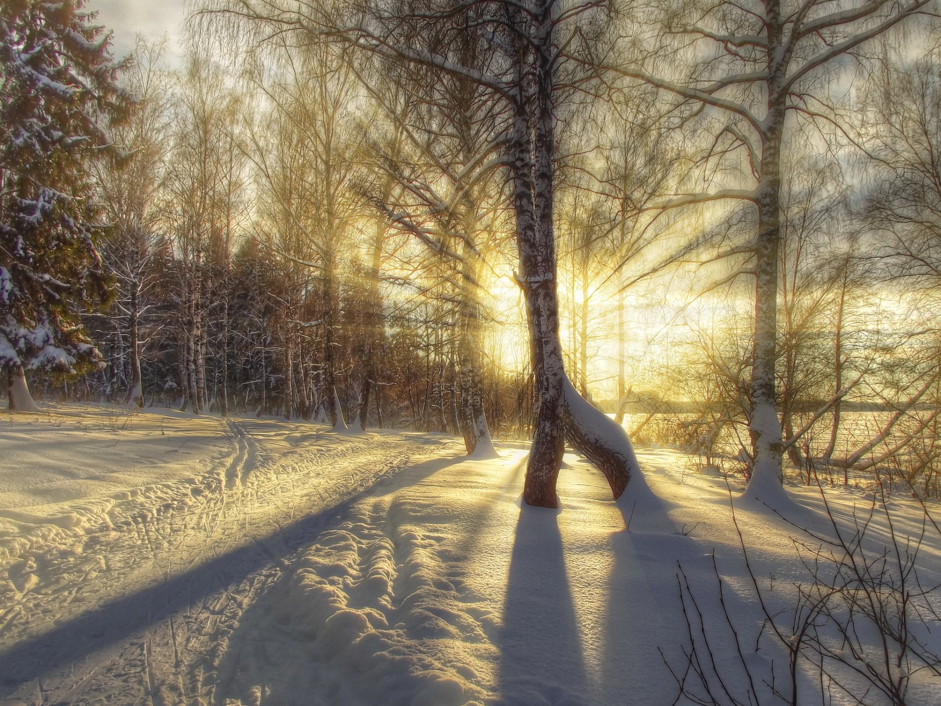 invierno hdr nieve árboles rayos de luz abedules naturaleza foto