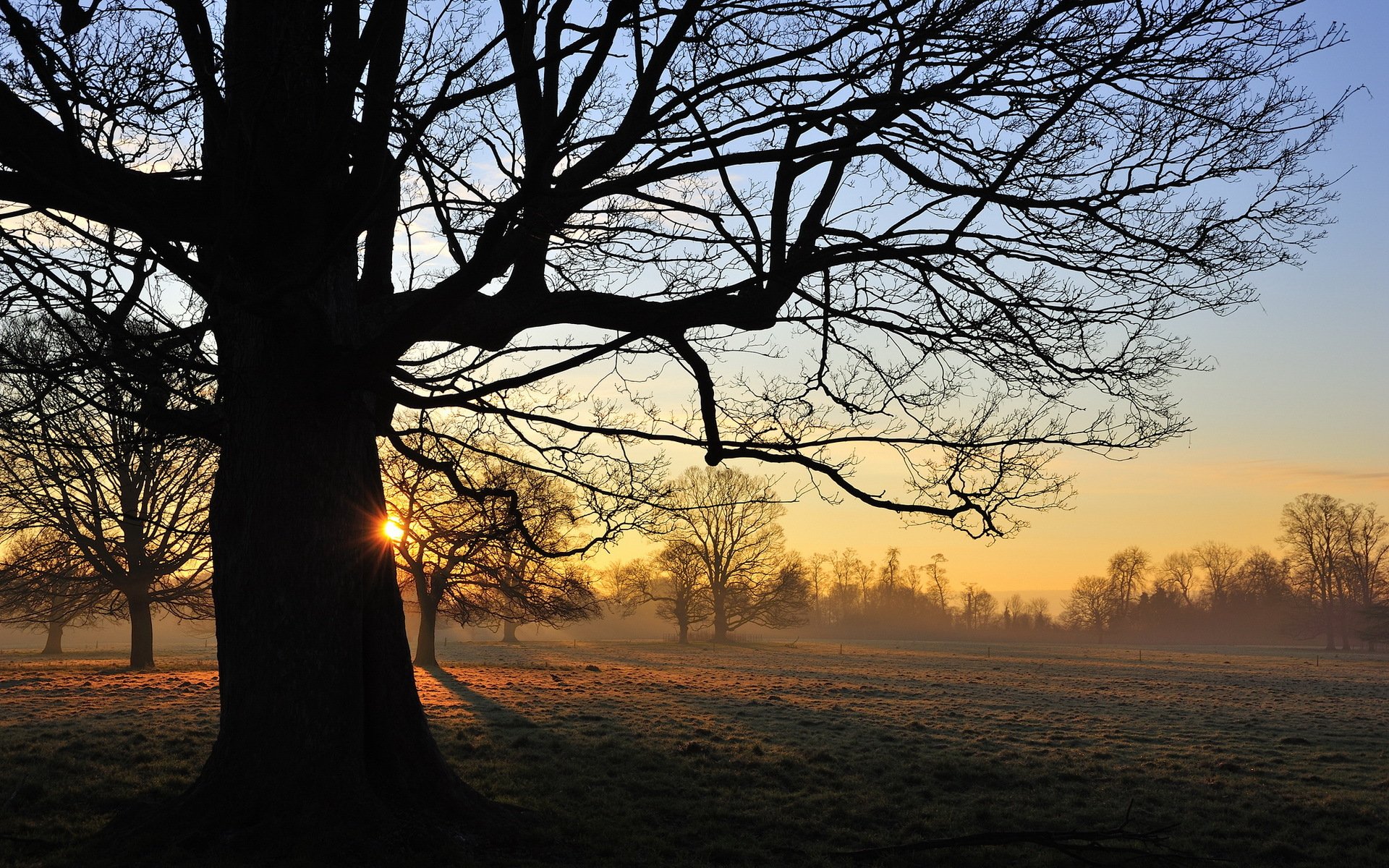 coucher de soleil arbre paysage