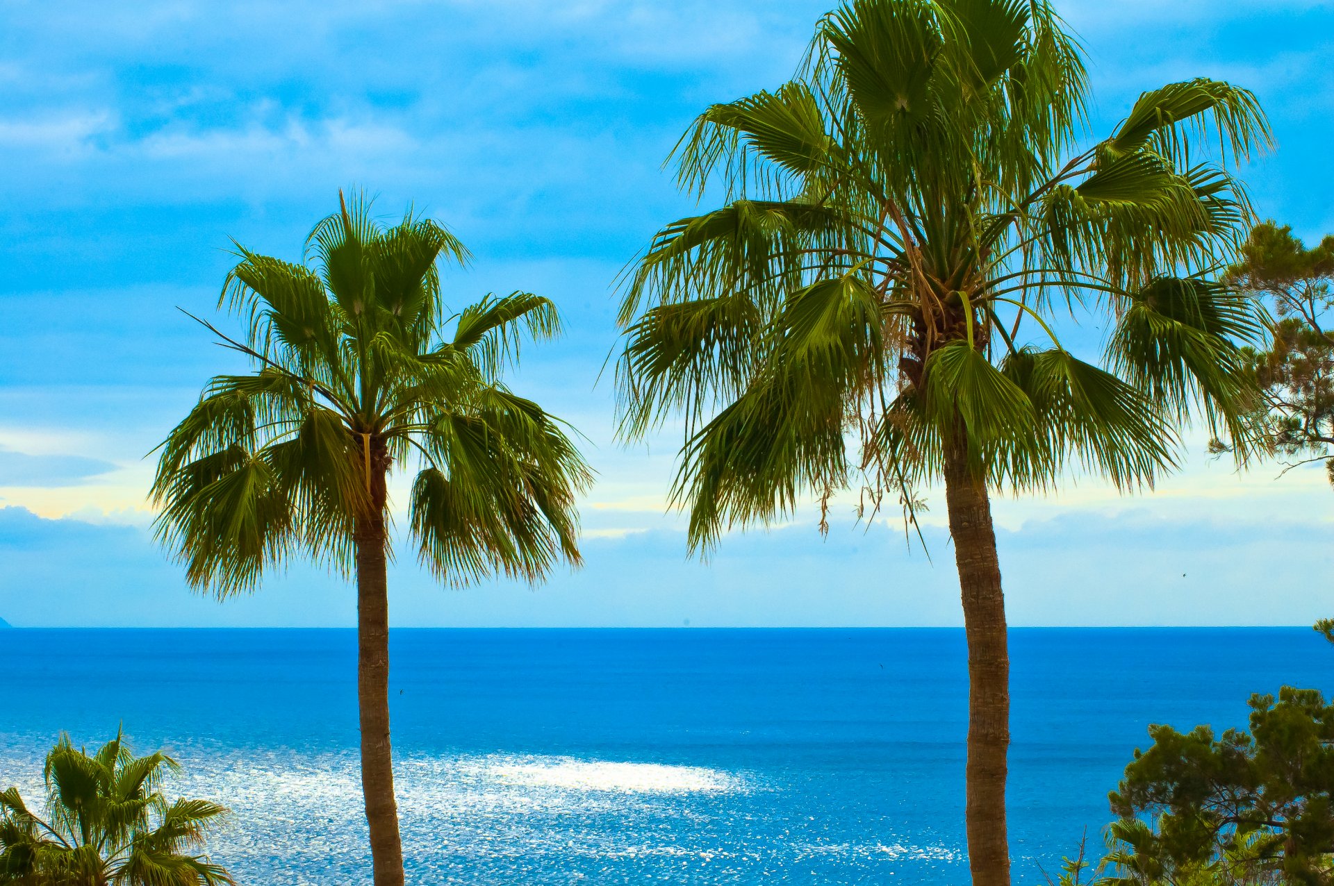 palm fan leaves ocean sky los gigantes tenerife canary island