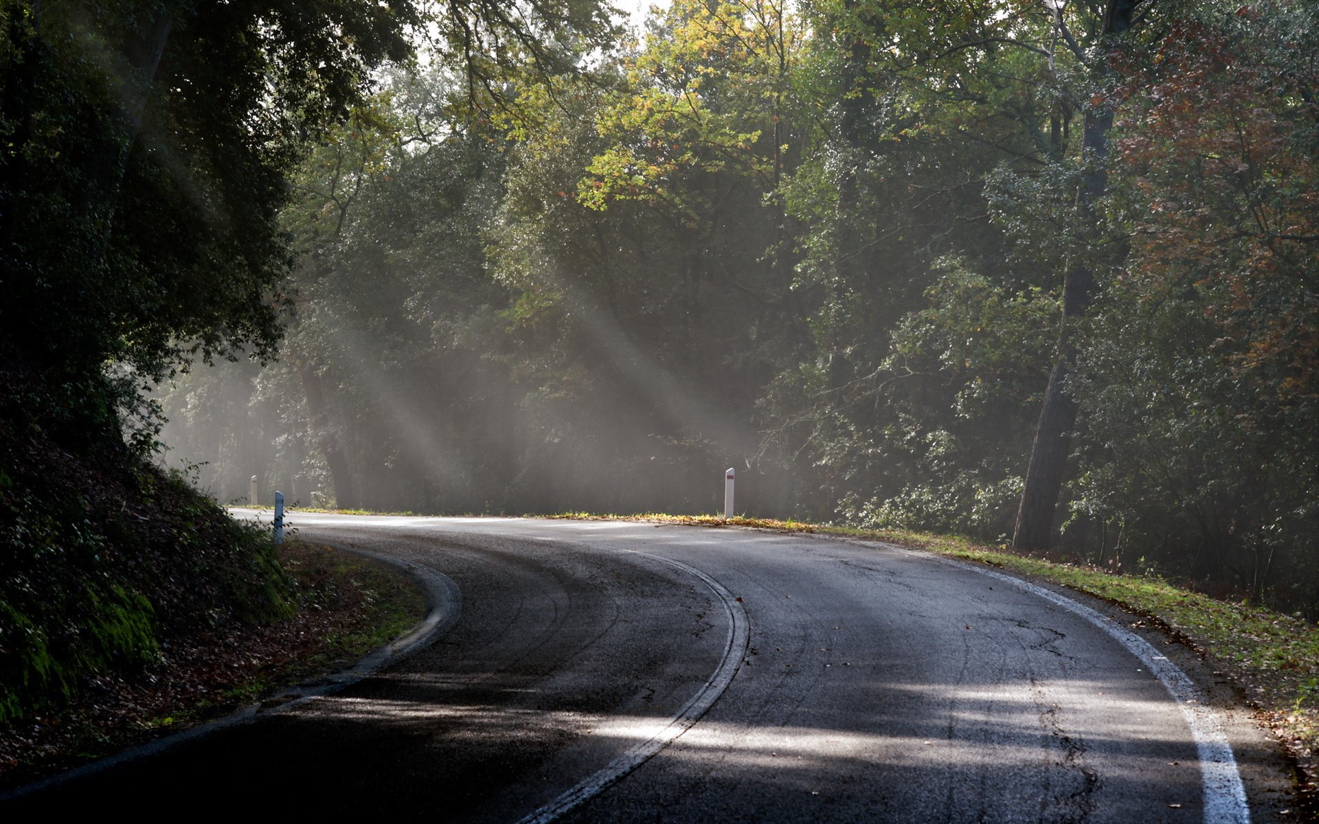 morning road fog light landscape