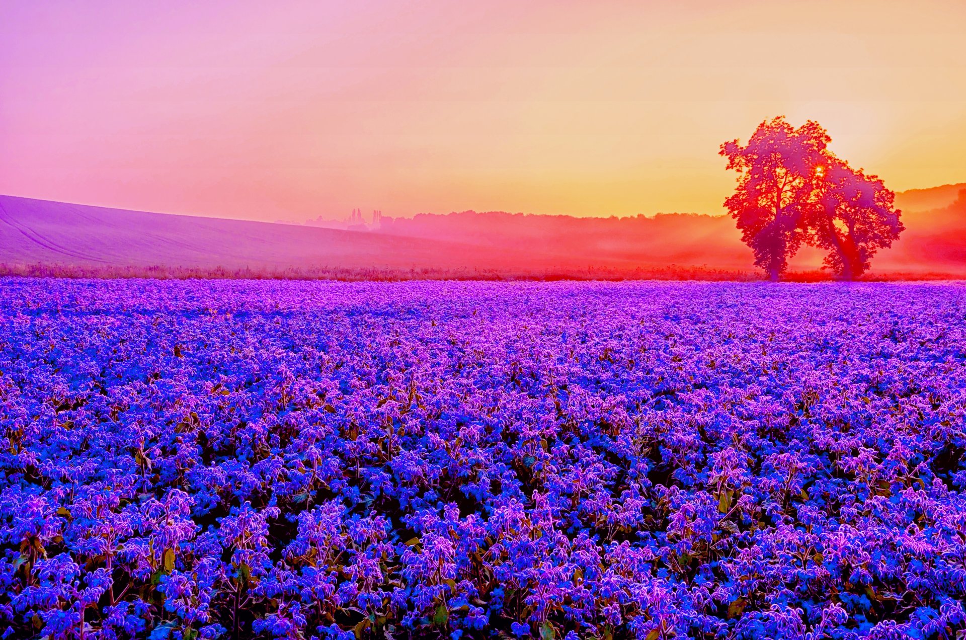 campo lavanda árboles follaje sol luz