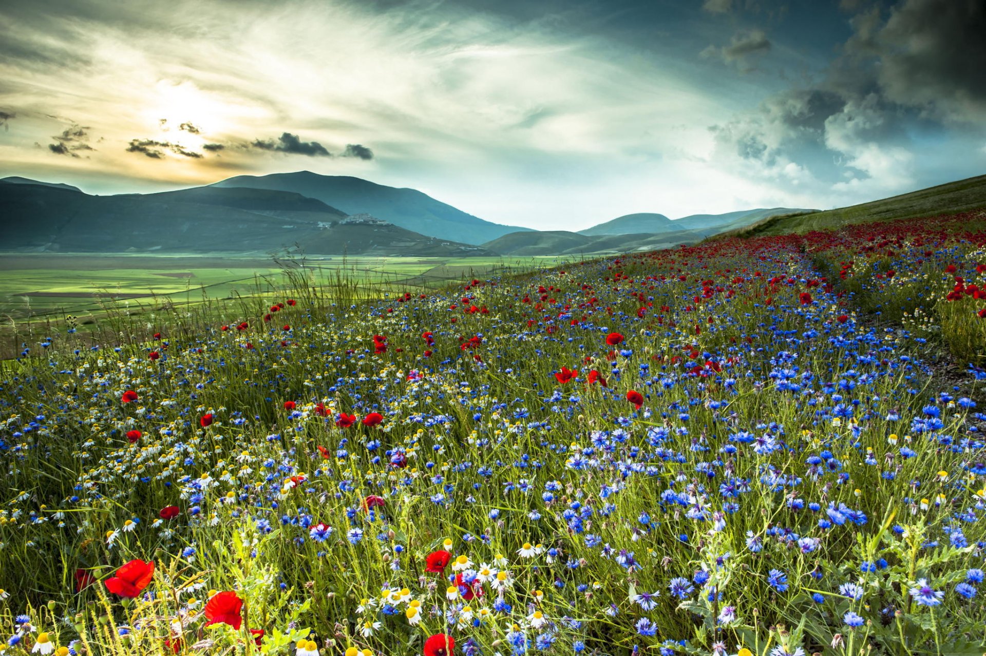 italy mountain the field flower cornflowers poppies chamomile nature