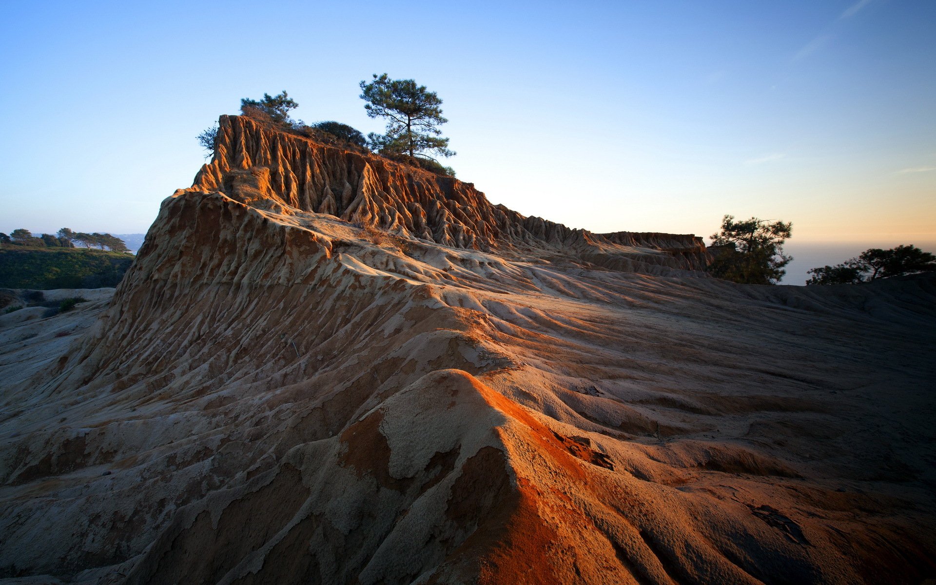 nature arbre paysage