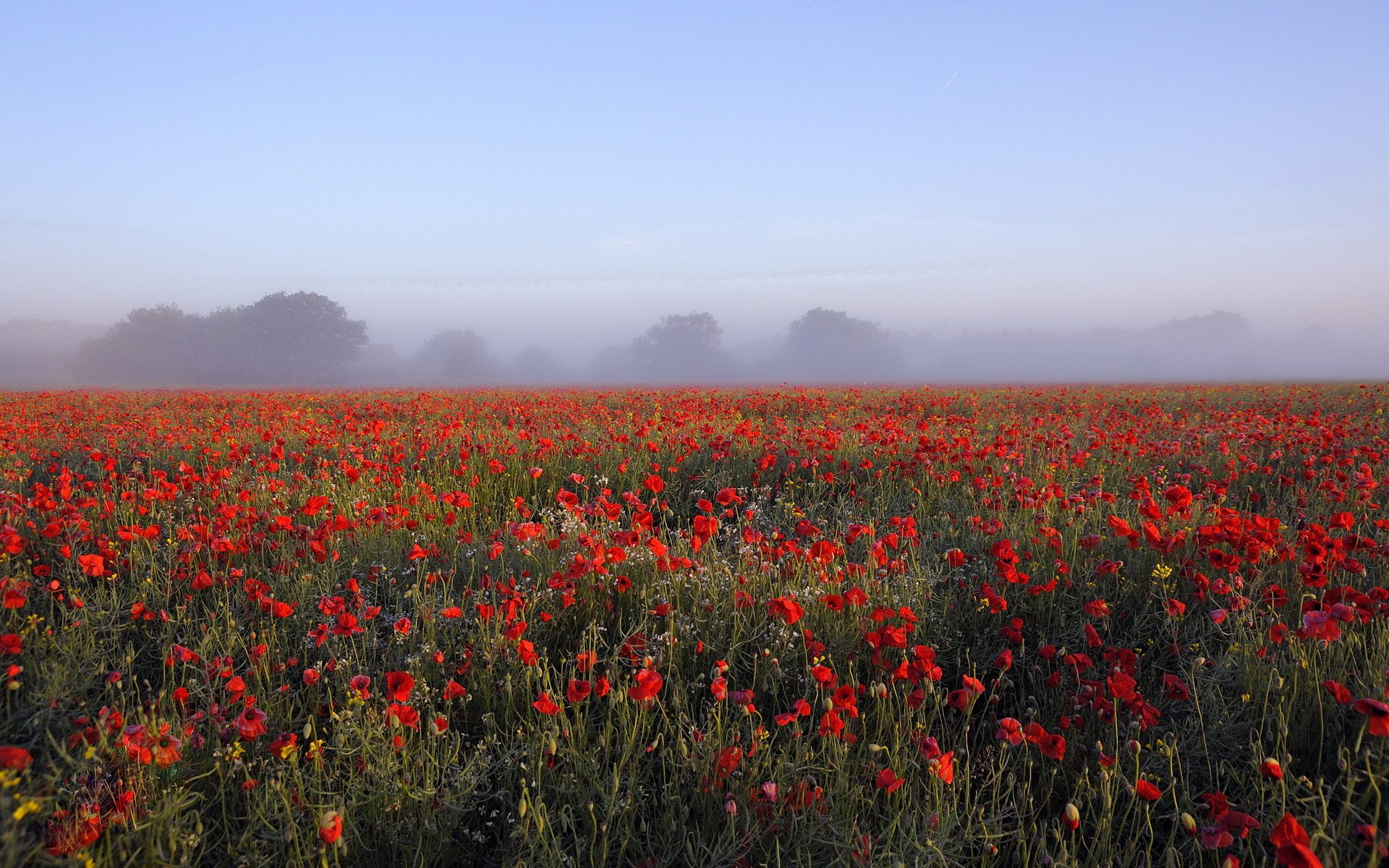 morgen feld mohnblumen landschaft