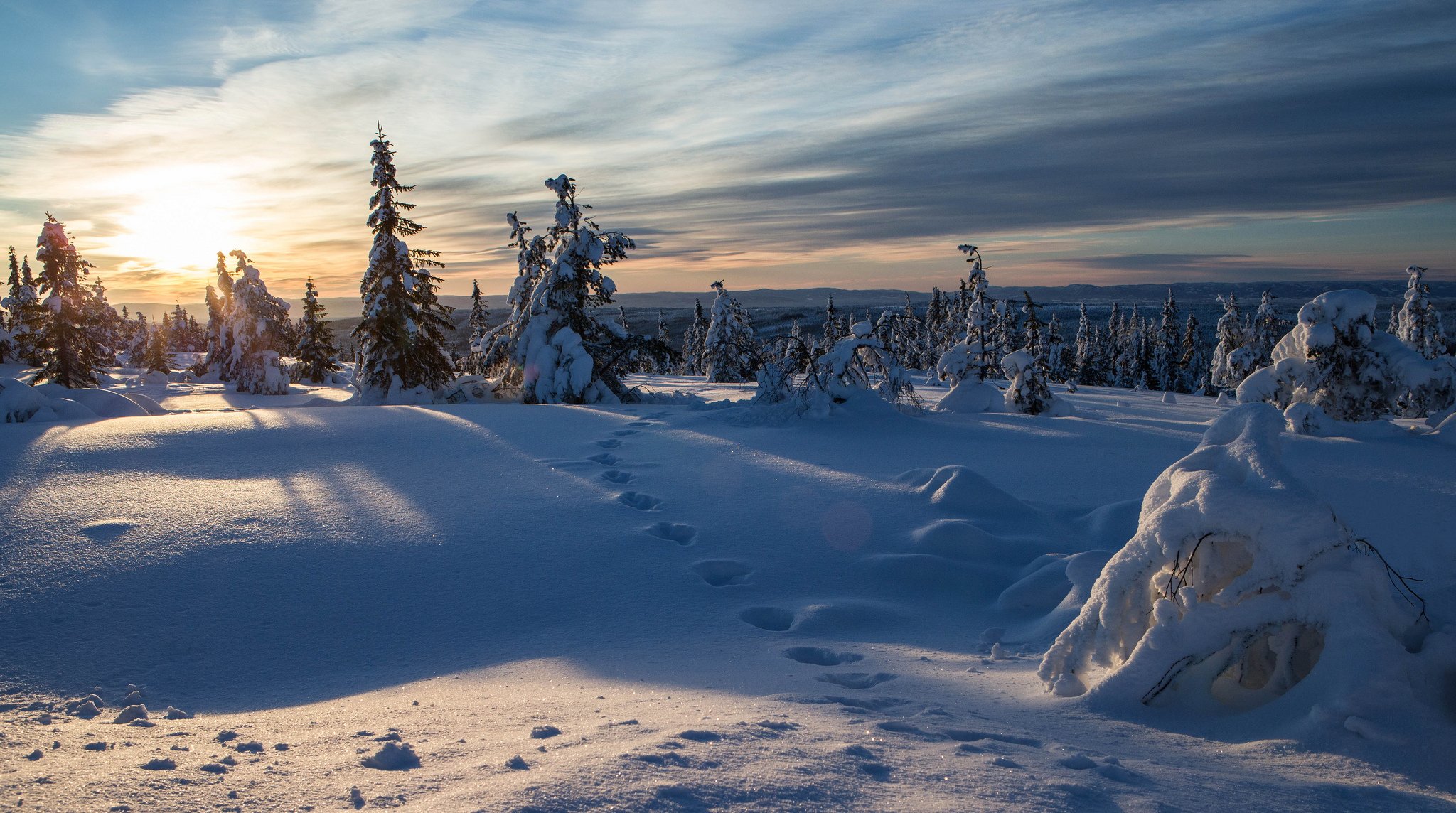 norway winter snow spruce trace