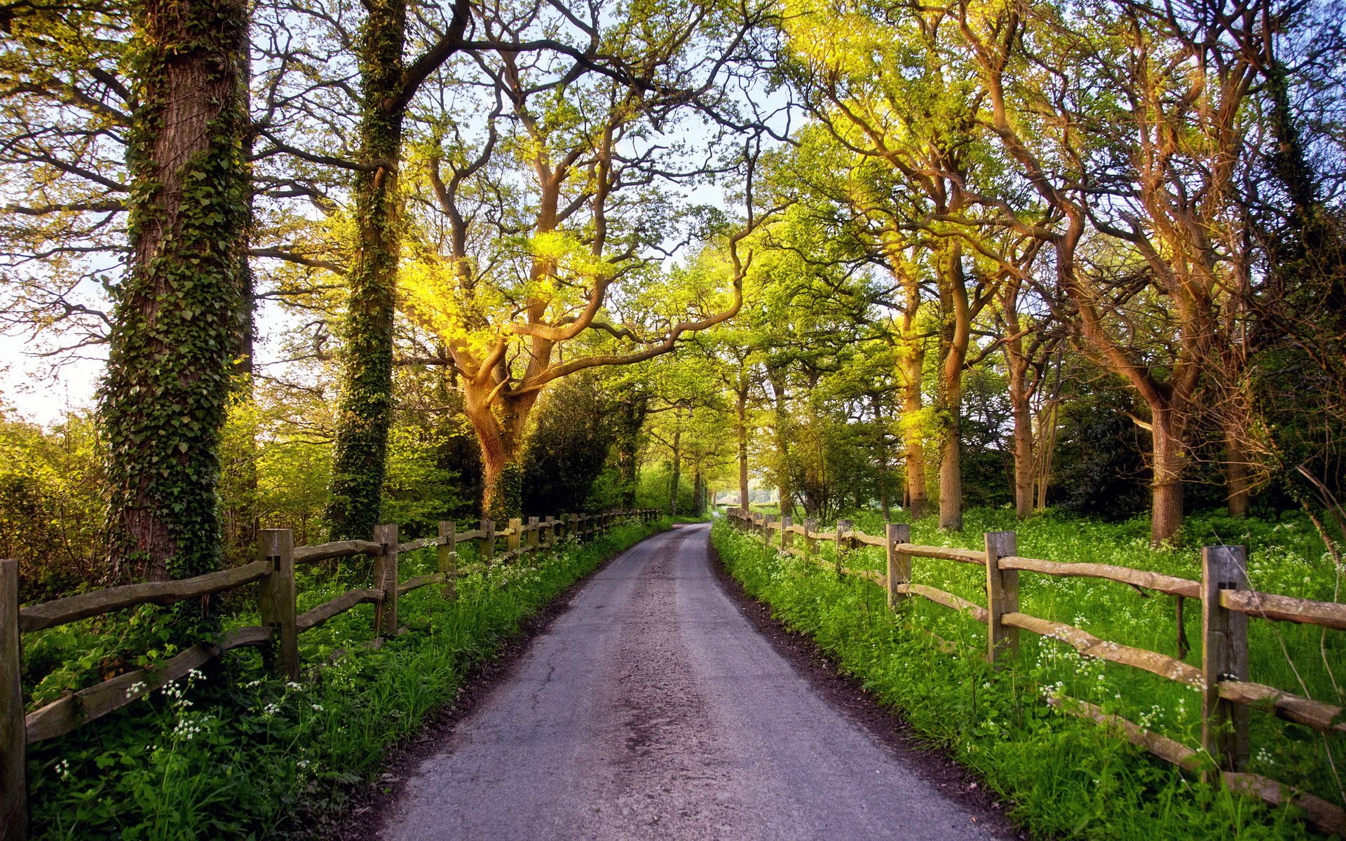 route clôture arbres