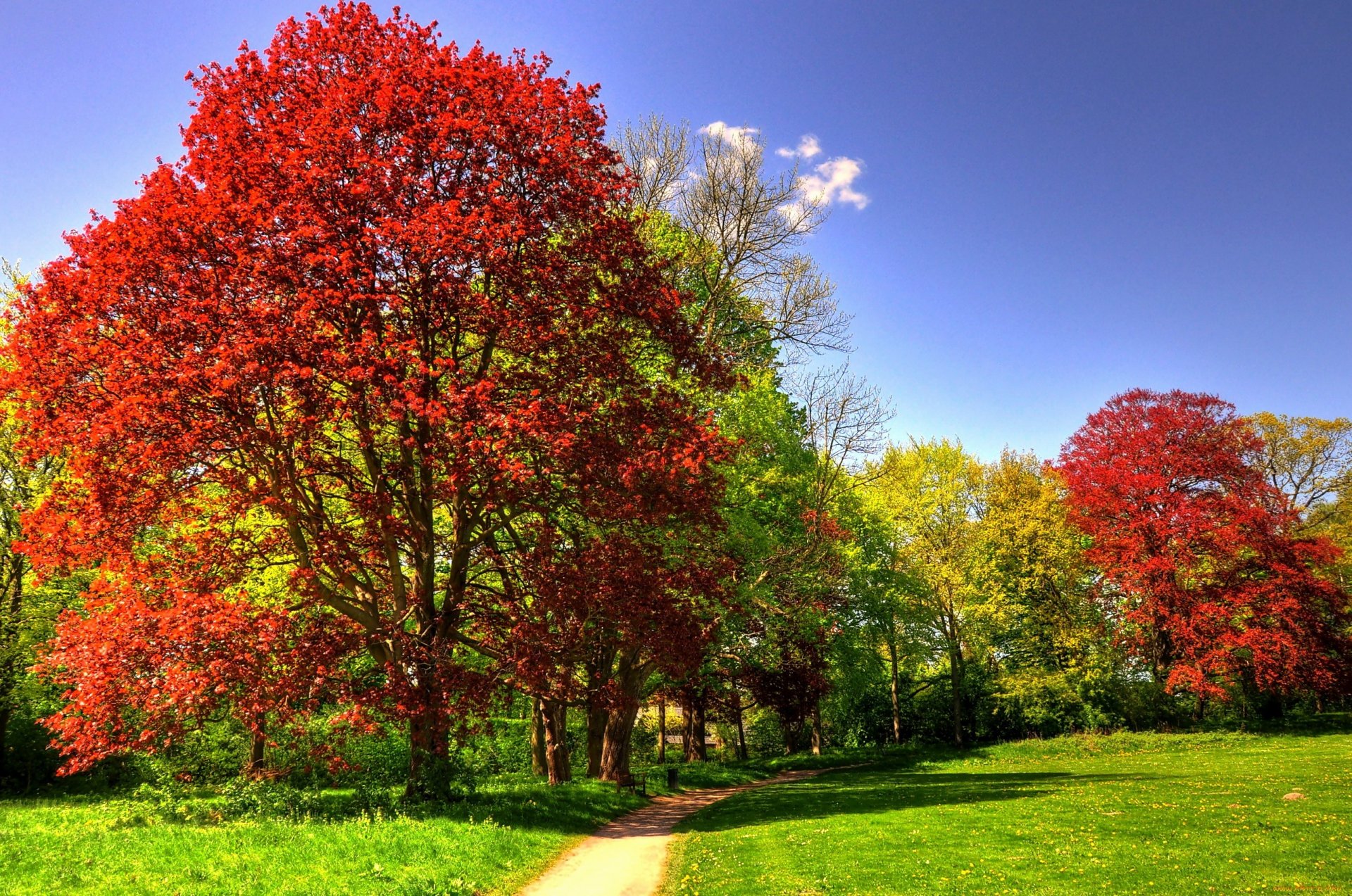 parque árboles hierba soleado