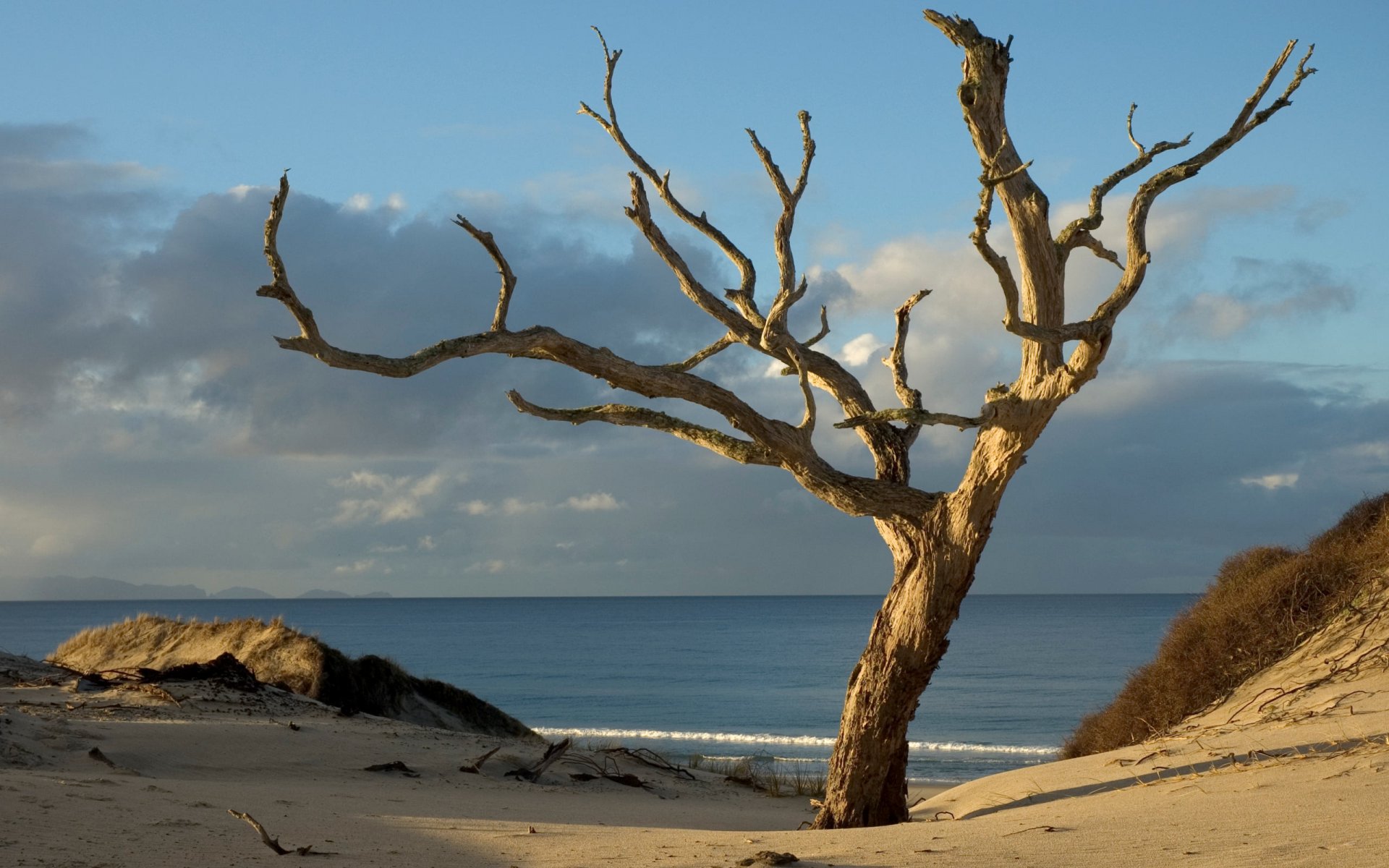 árbol playa arena agua cielo nubes horizonte