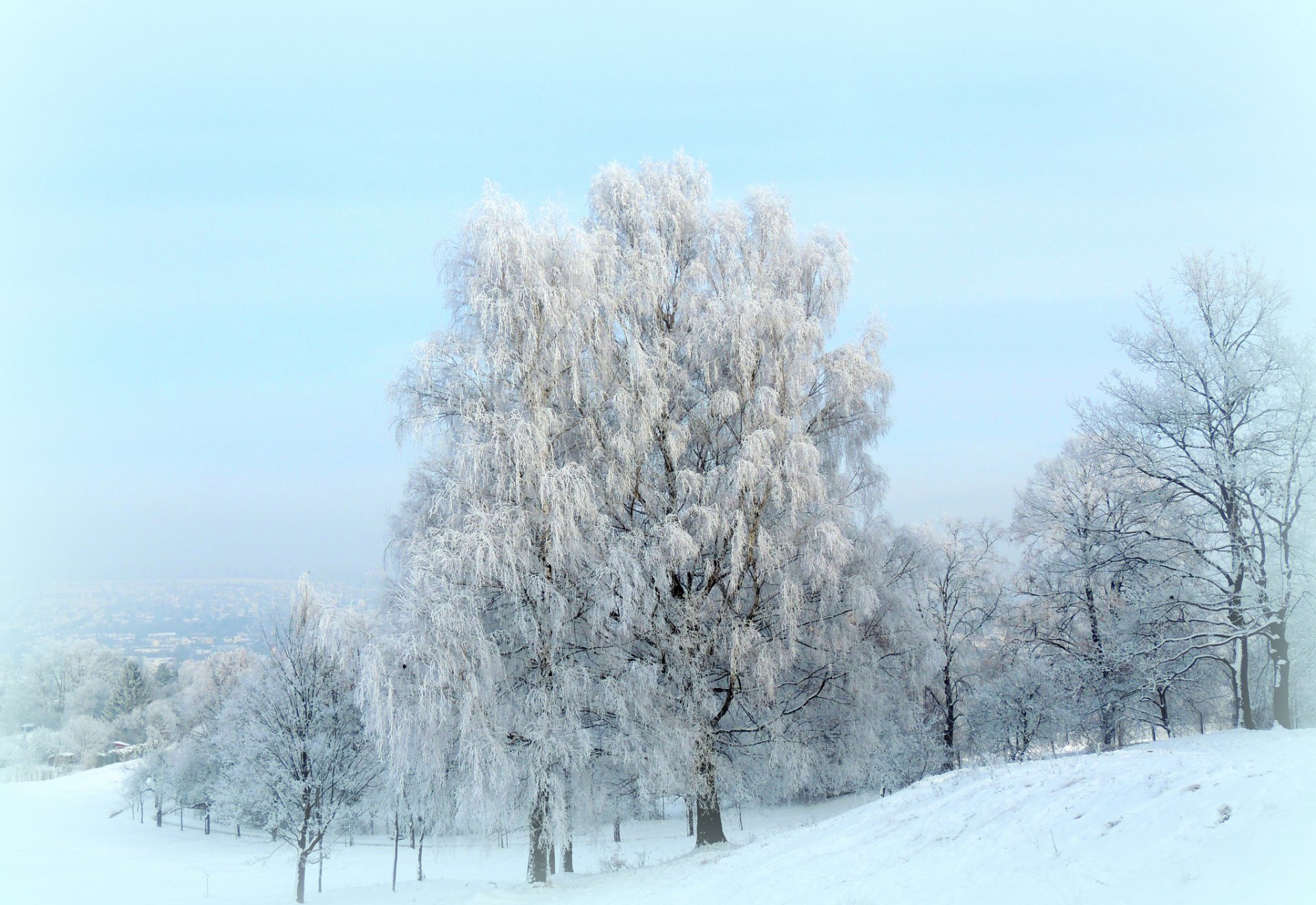 hiver neige arbres givre