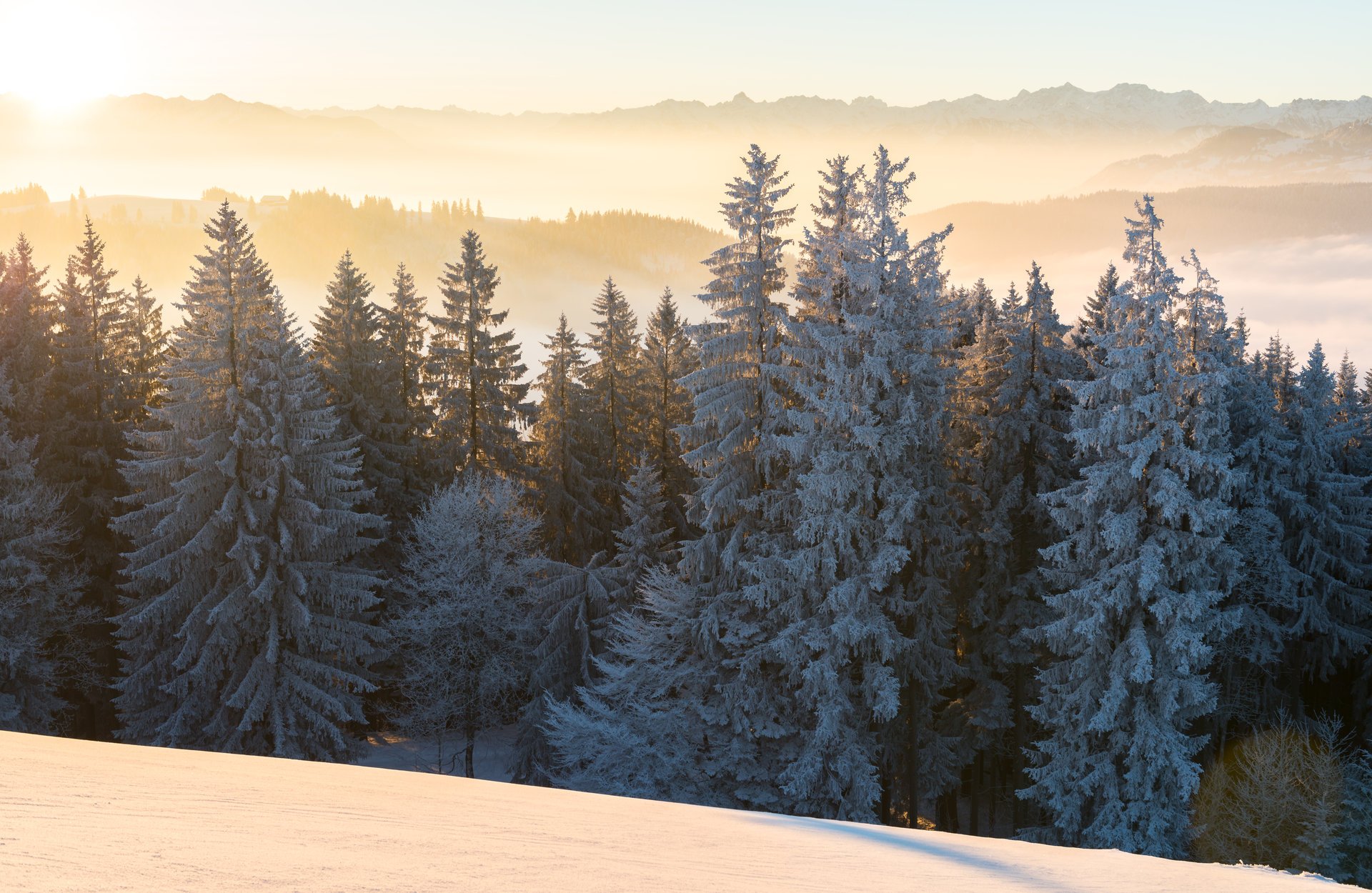 mattina foresta inverno paesaggio