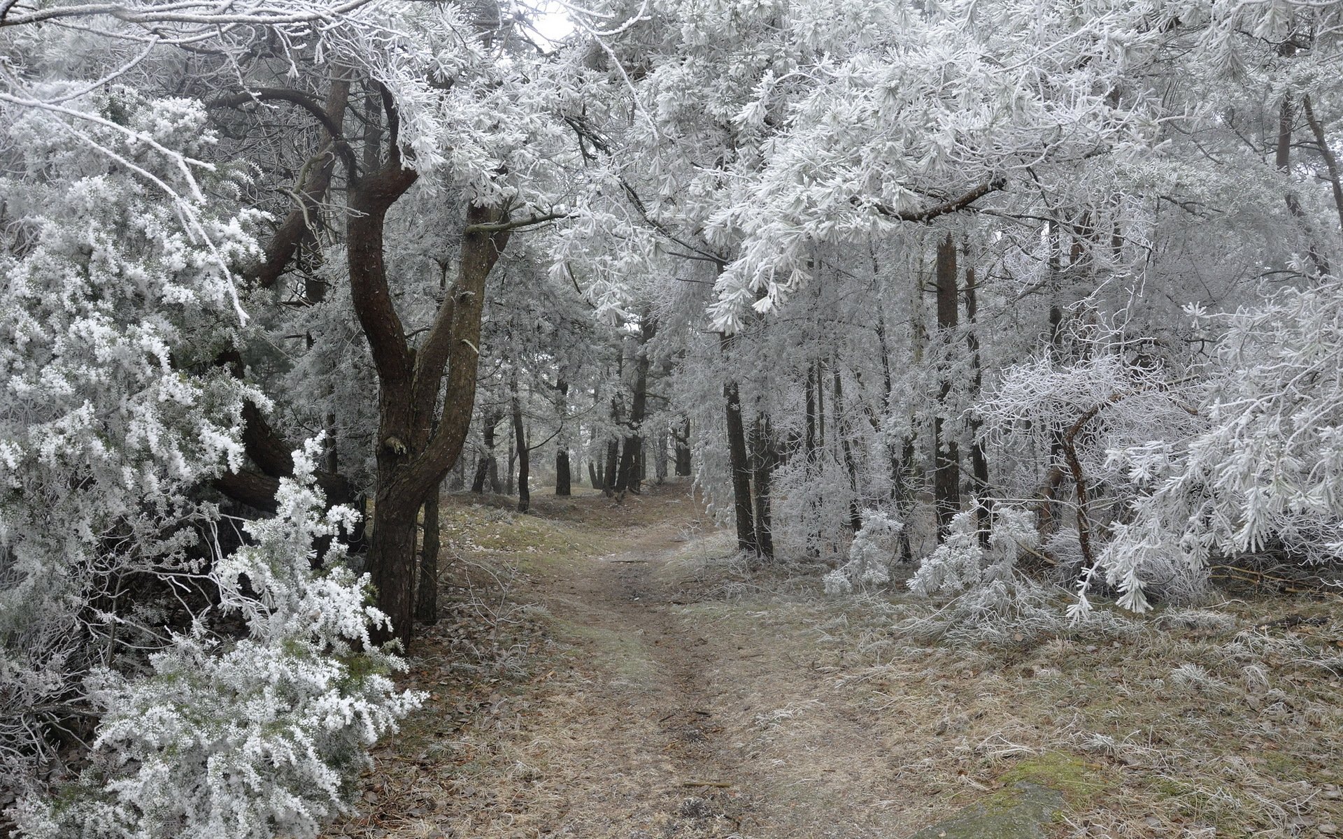 foresta natura paesaggio