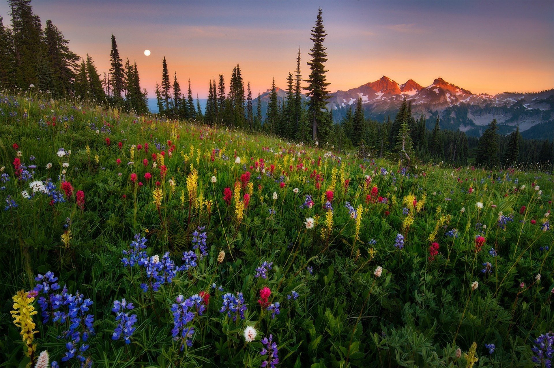 nature coucher de soleil montagnes ciel nuages forêt parc arbres couleurs fleurs marche nuages herbe