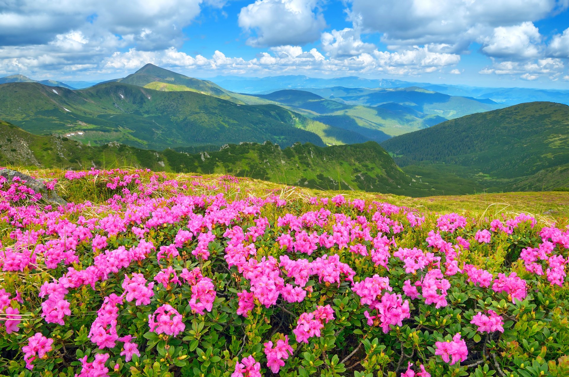 natur landschaft berge gras wiesen blumen himmel sonne