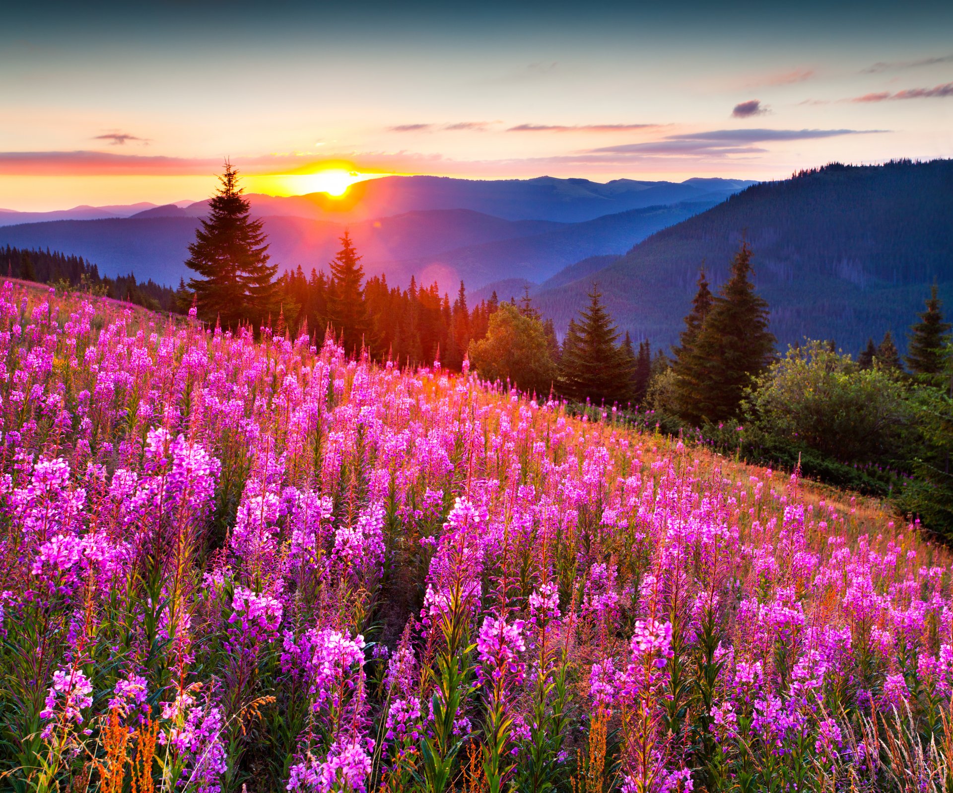 natura paesaggio montagne erba prati fiori cielo tramonto