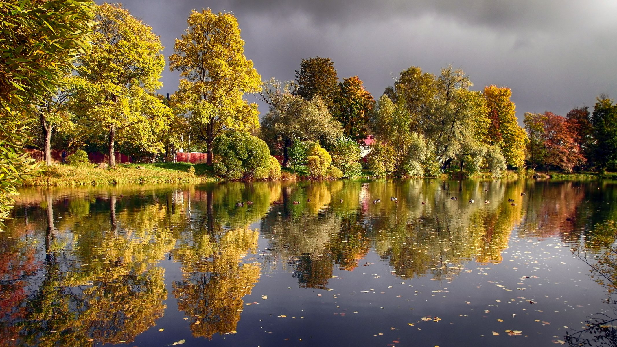 autumn pond duck voeikovo