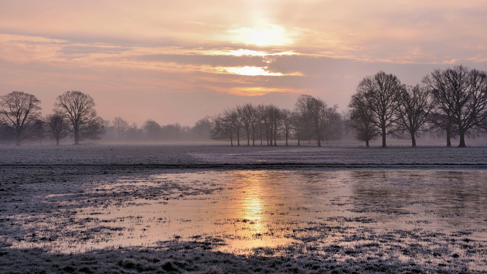 the field fog landscape