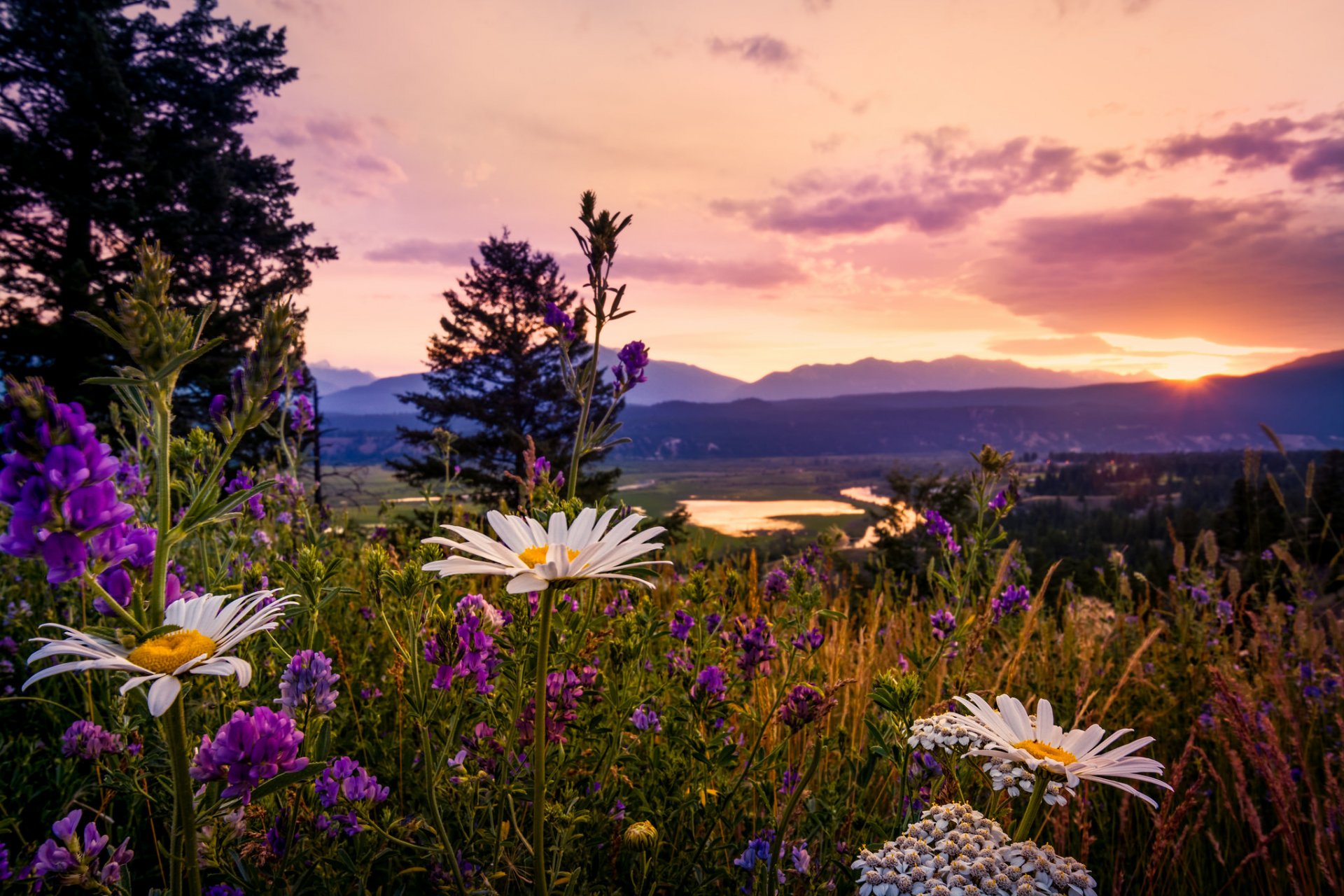 zachód słońca w kootenays kanada kolumbia brytyjska park narodowy kootenay stokrotki łubin polne kwiaty