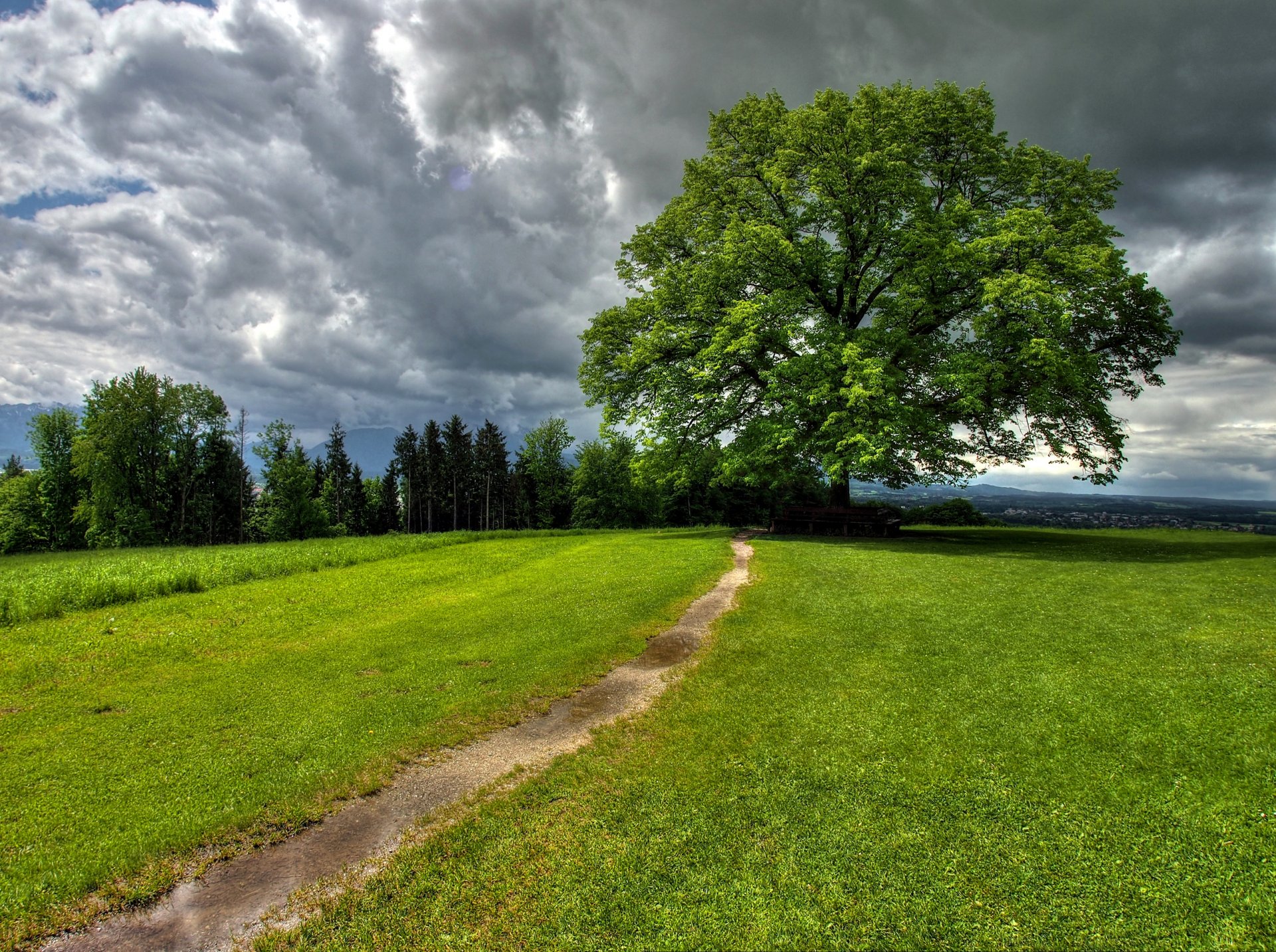 ky clouds tree track grass nature