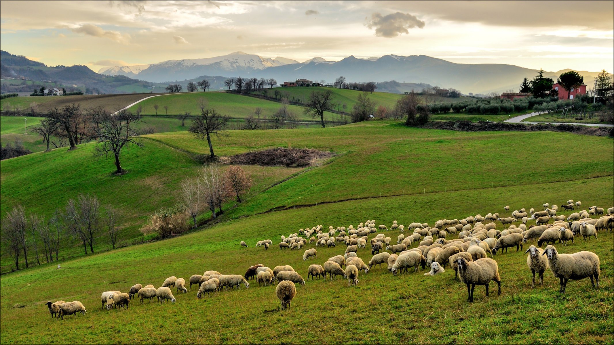 italia campagna cielo montagne colline erba campi alberi casa pecore gregge