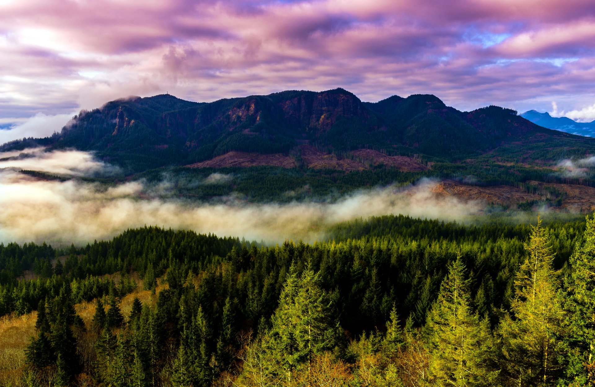 états-unis oregon montagnes brouillard forêt arbres paysage