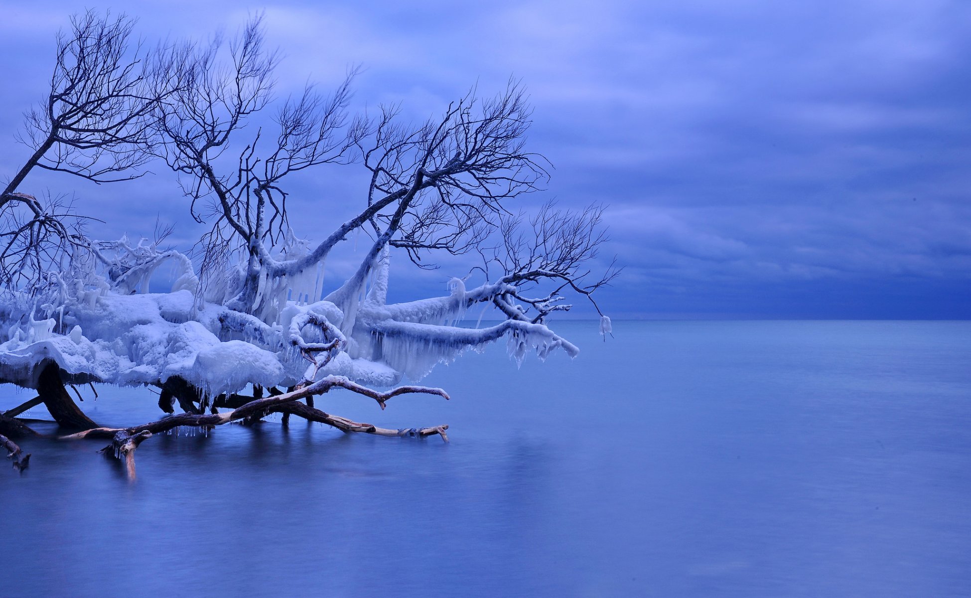 canada whitby lake ontario fallen tree next icicles winter