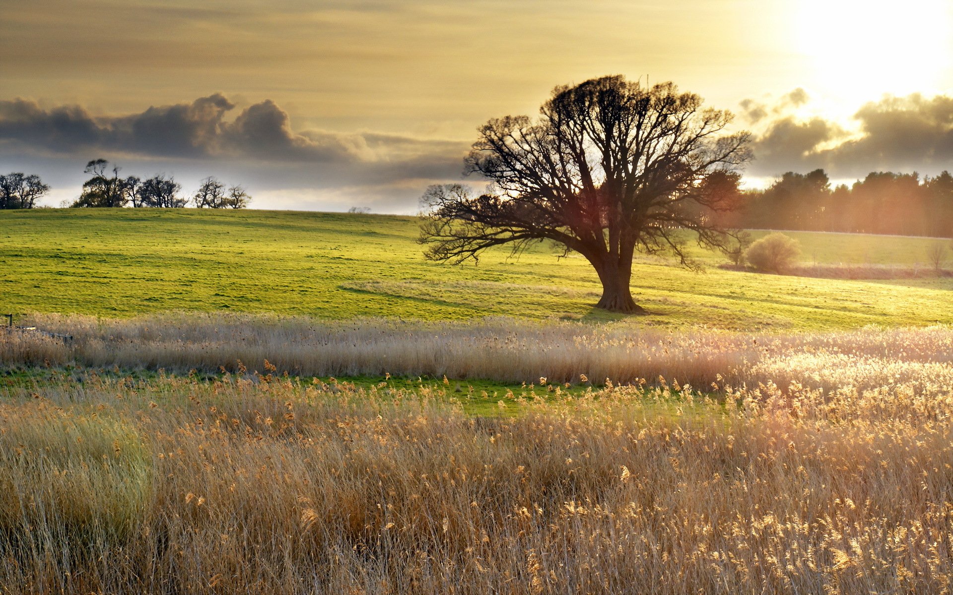 campo árbol paisaje