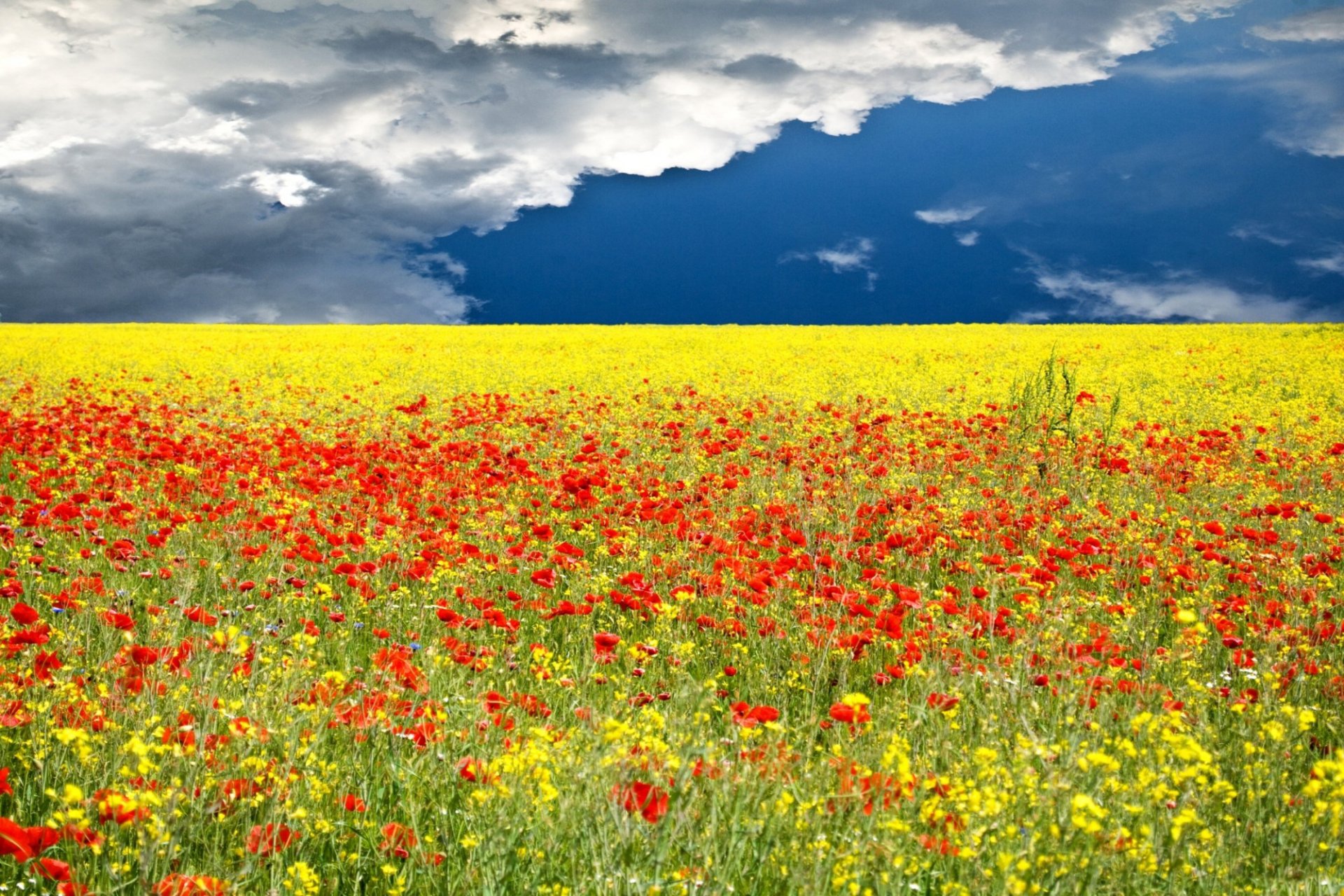 champ herbe fleurs horizon ciel nuages