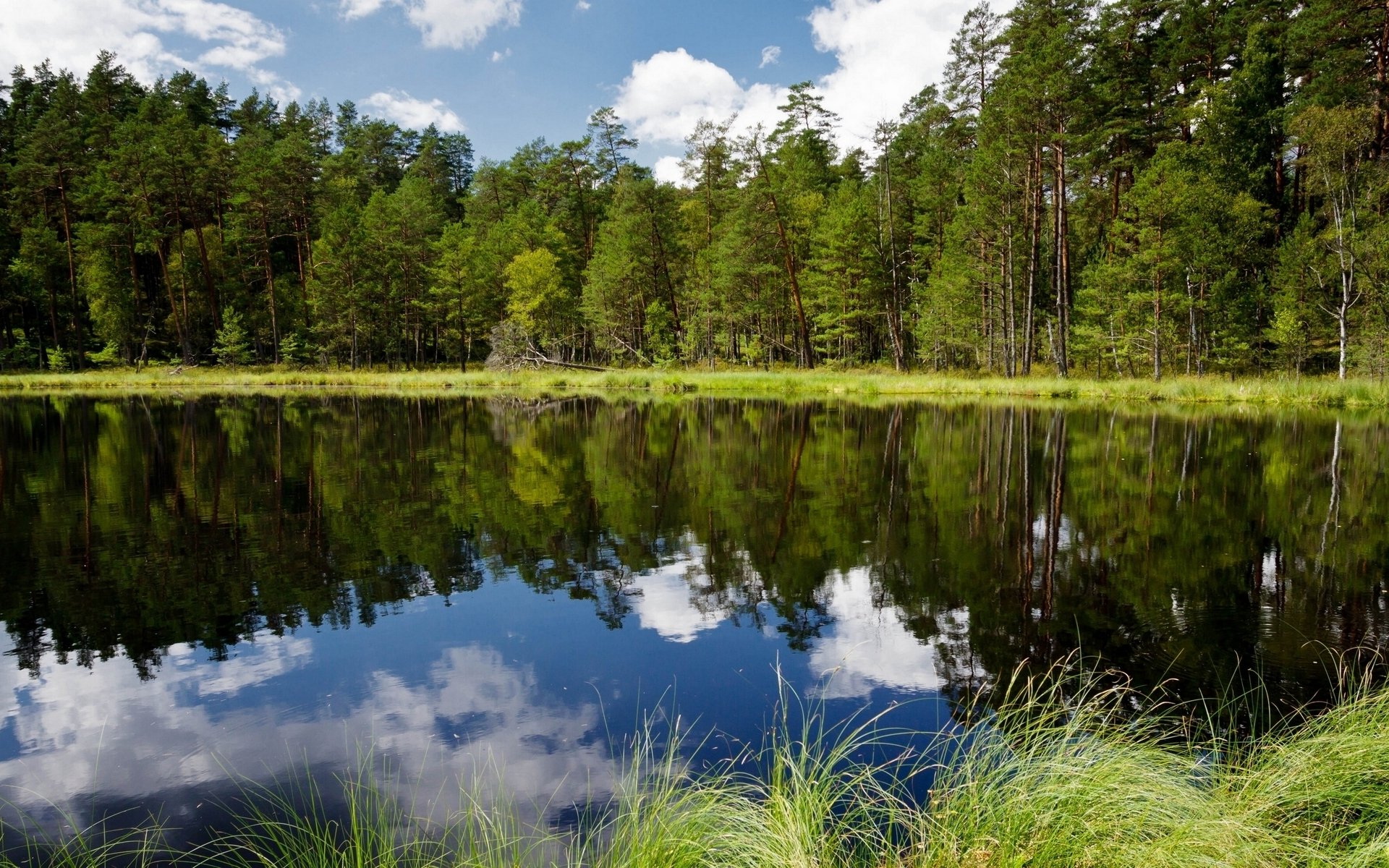 polen fluss wald bäume reflexion