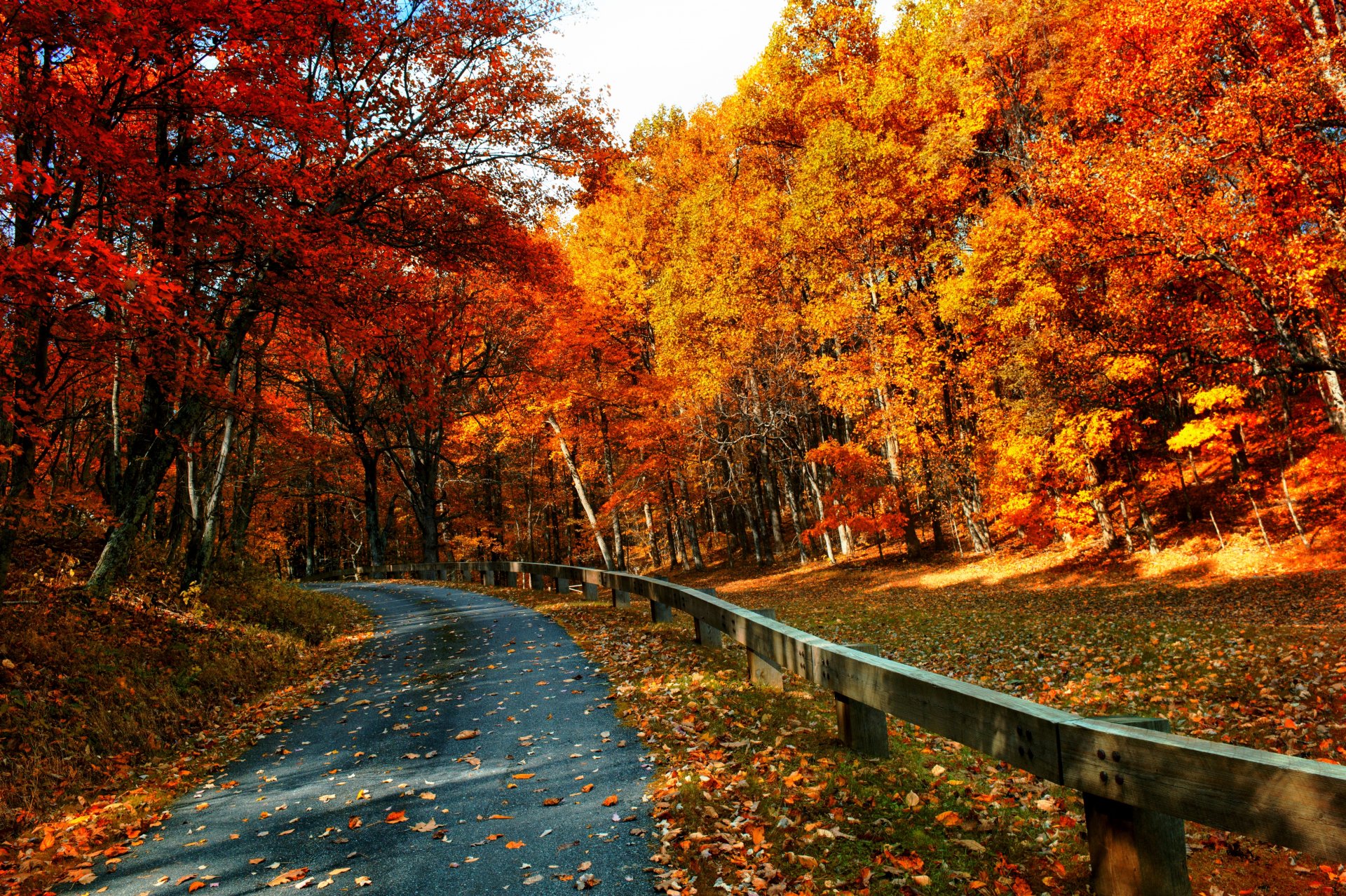 nature forêt parc arbres feuilles coloré route automne automne couleurs promenade