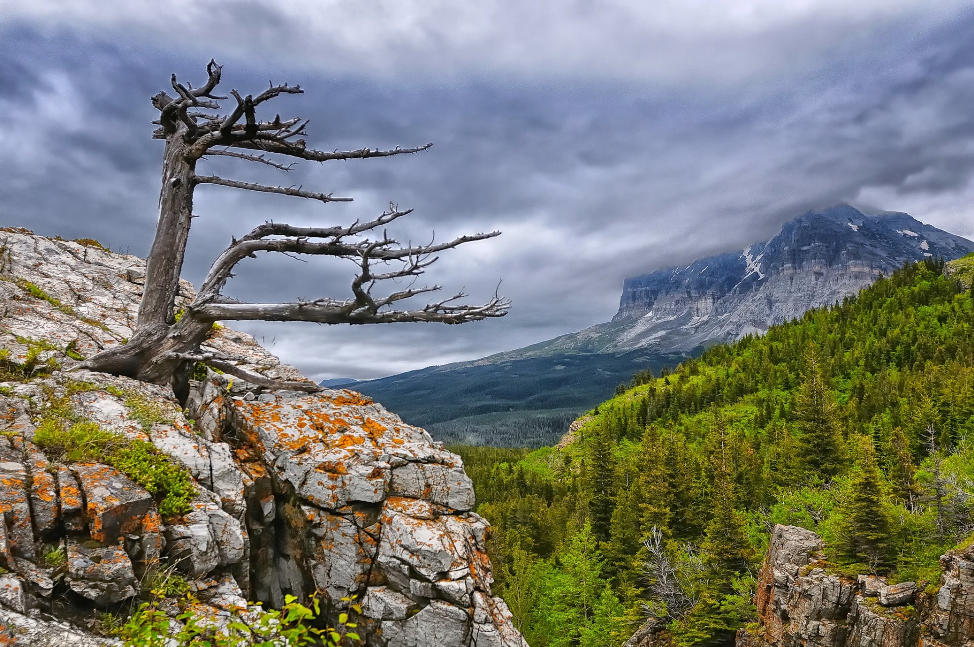 glacier national park mountain tree forest