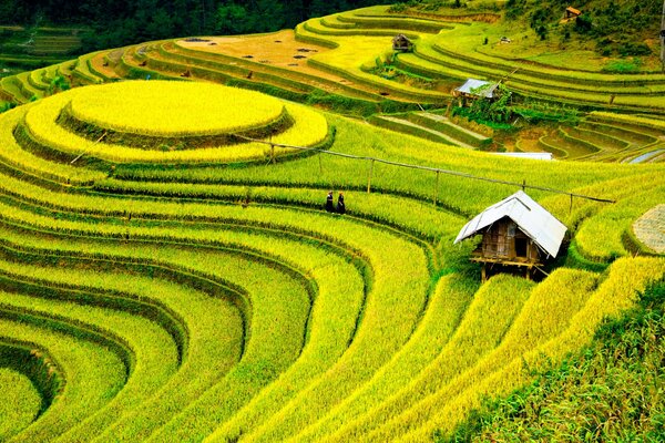 A small hut in the rice fields