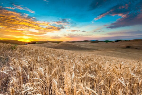 A field of rye on the background of sunset