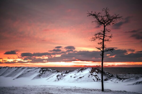 Ein einsamer Baum bei Sonnenuntergang