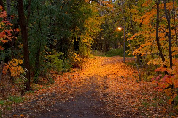 La foresta autunnale è disponibile in tre colori