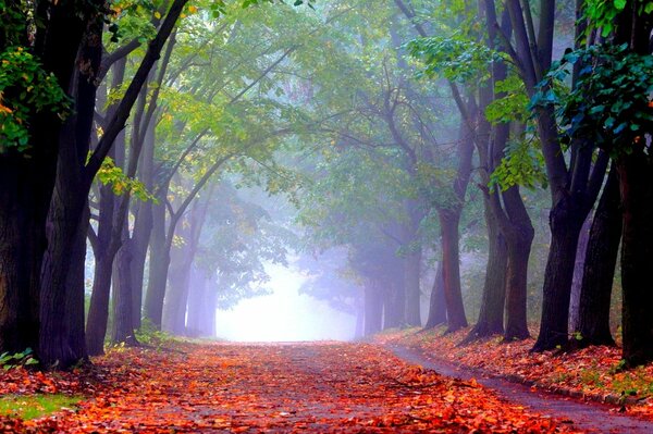 Park in autumn alley of leaves