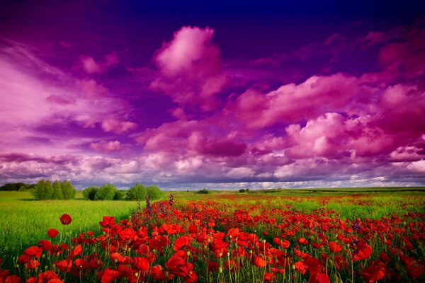 Feld Blumen Mohn Himmel