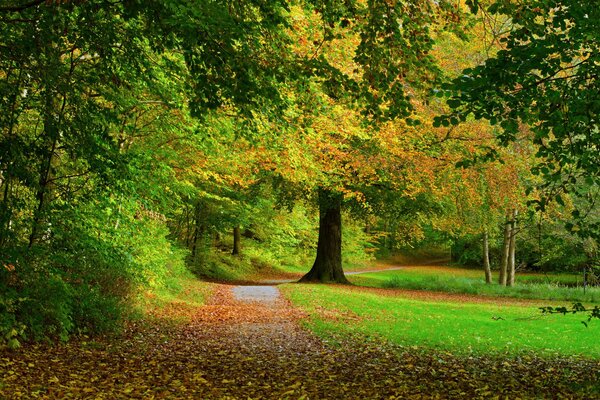 Trees and foliage in autumn