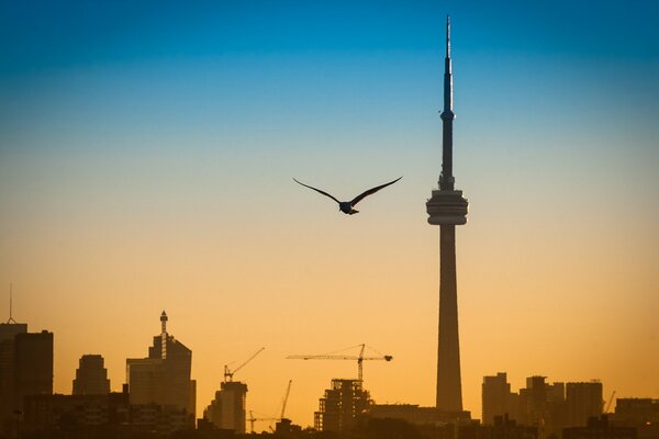 Pájaro en el fondo del paisaje urbano