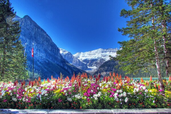 Kanada Nationalpark Blumen