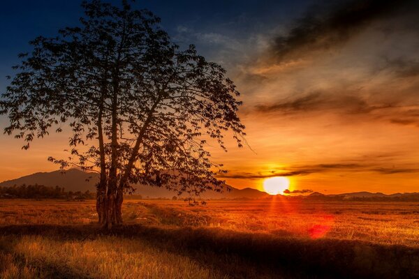 Arbre avec trois troncs sur fond de coucher de soleil