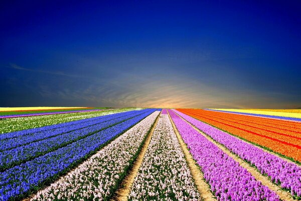 Rainbow field of flowers at sunset