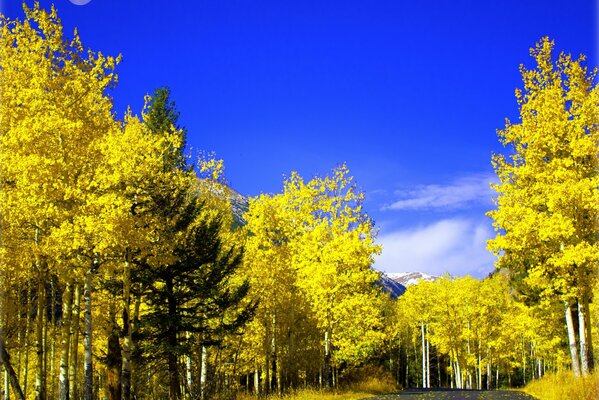 Route à travers la couleur de la forêt jeu de couleurs