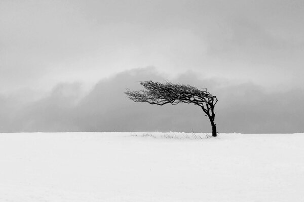 Hermoso paisaje en invierno en el campo