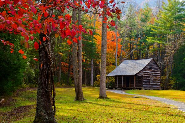 Ein Haus, das mitten im Herbstwald steht