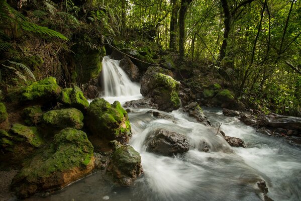 Petite chute d eau dans la forêt profonde