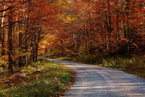 Herbstweg, der in den Wald führt